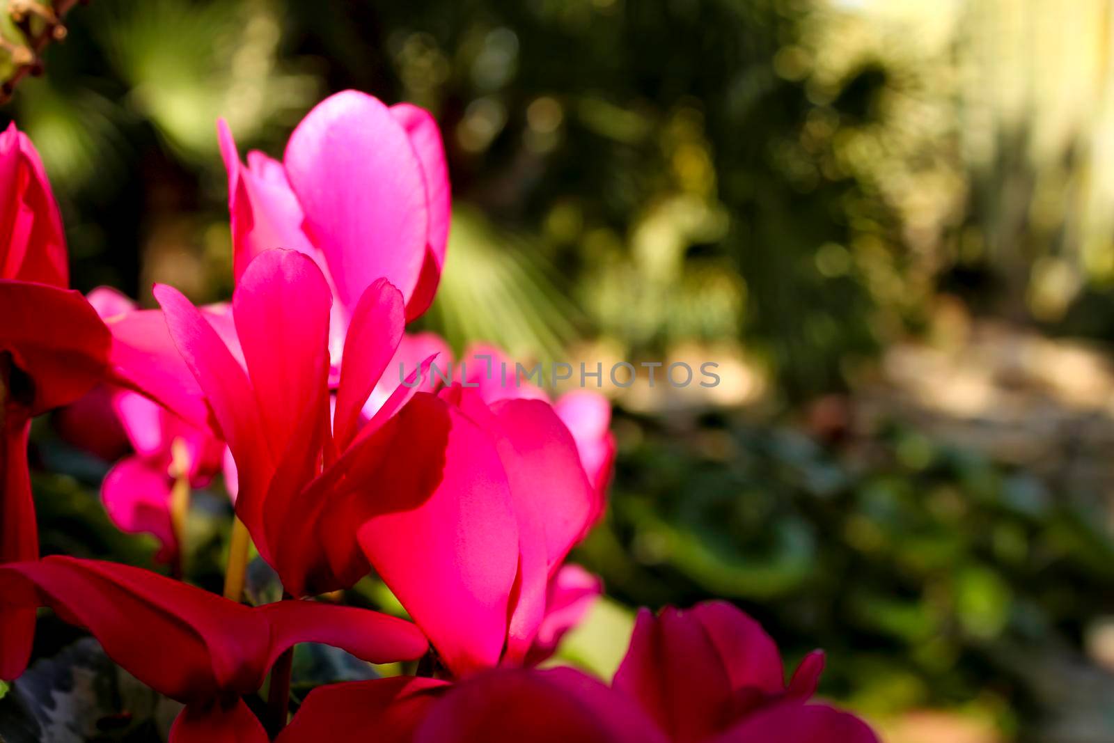 Colorful pink cyclamen flower in the garden