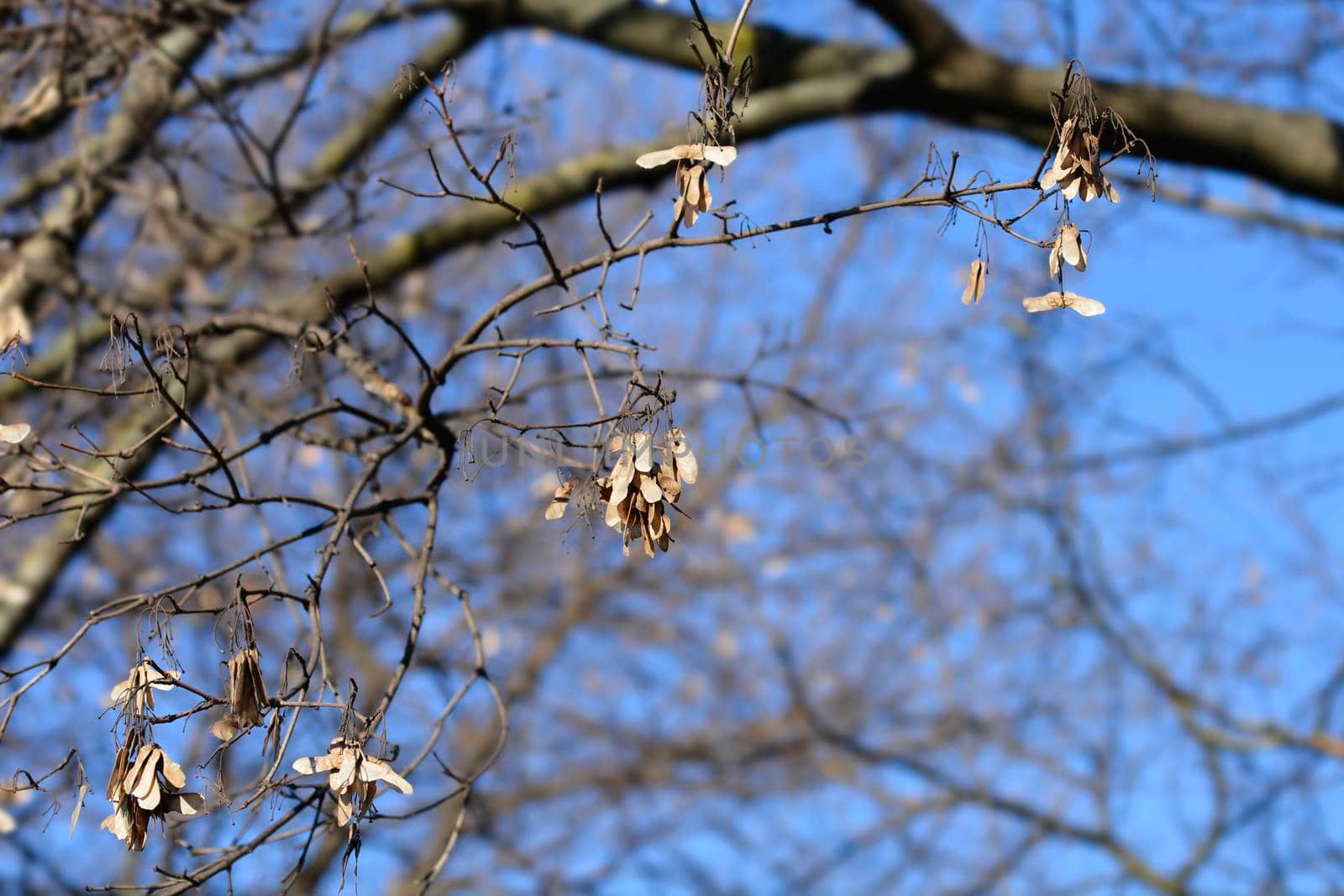 Field maple bare branch with dry seed - Latin name - Acer campestre