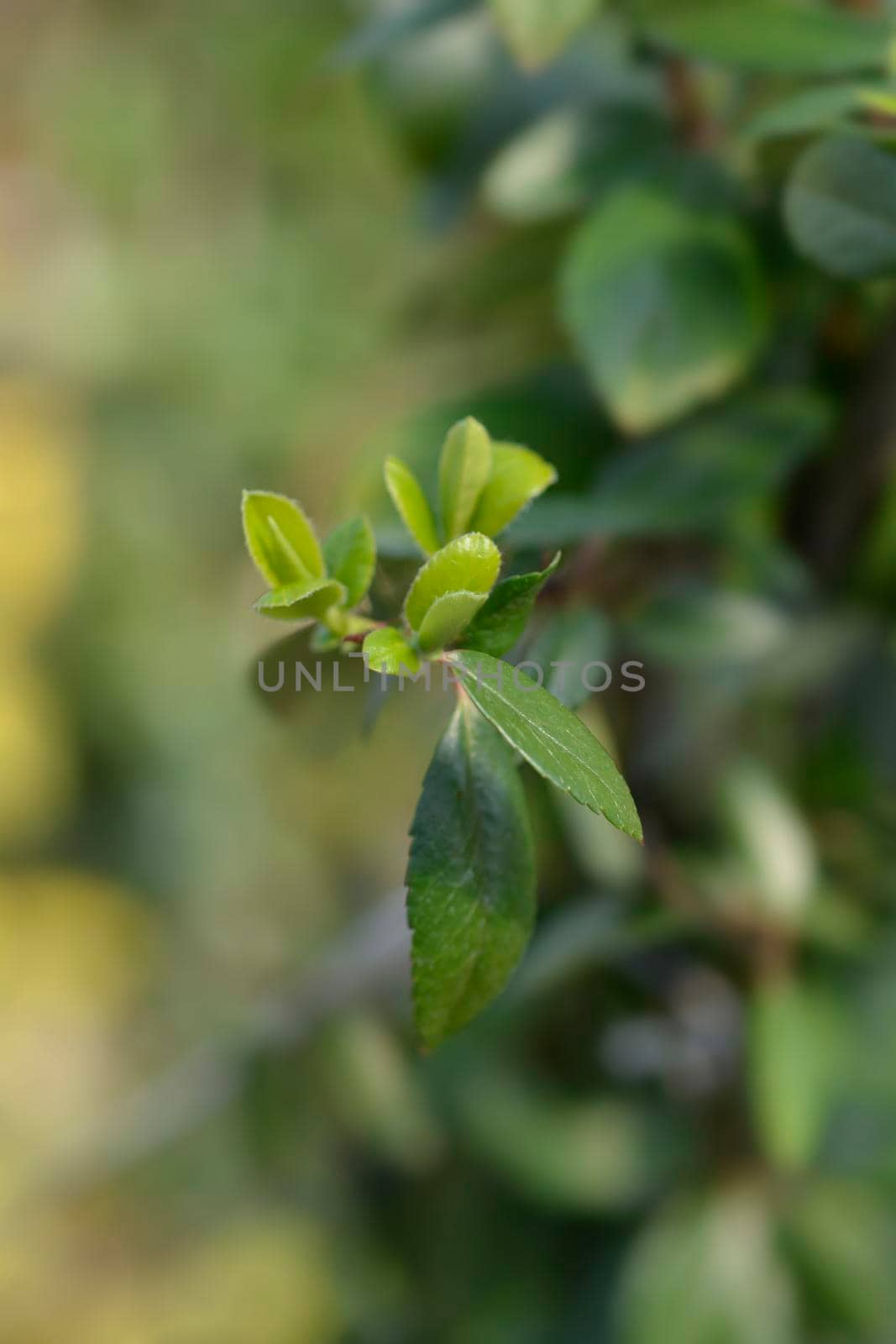 Firethorn Red Column leaves - Latin name - Pyracantha coccinea Red Column