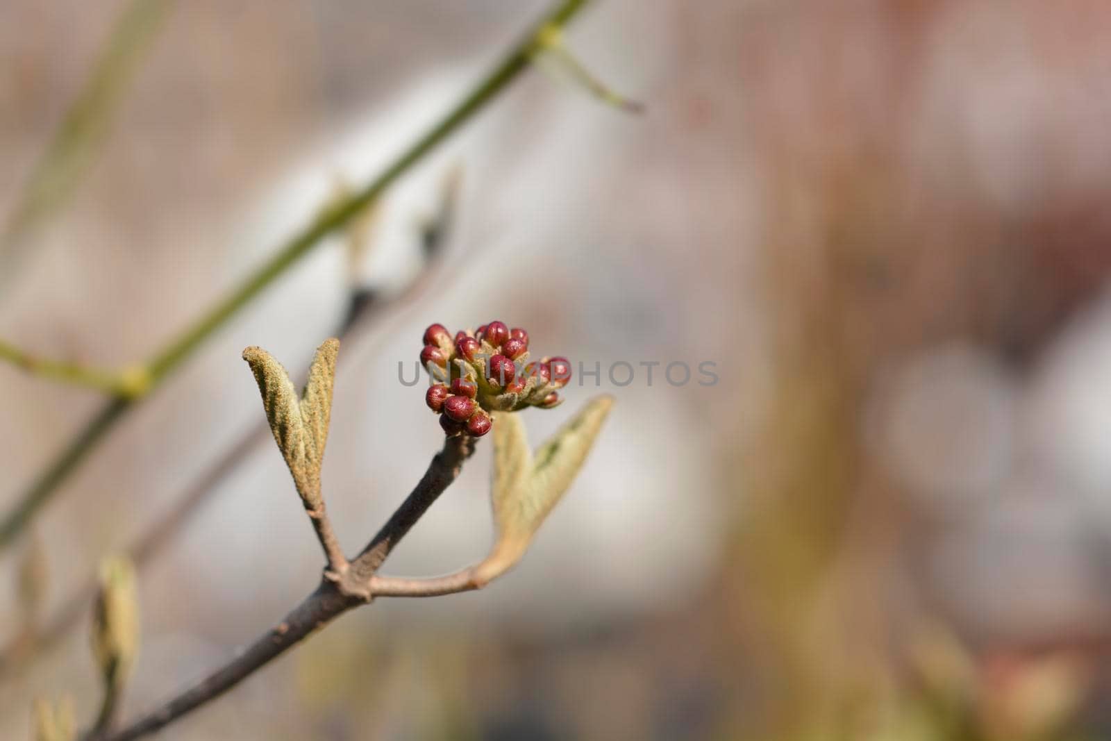 Arrowwood Anne Russell branch with flower buds - Latin name - Viburnum x burkwoodii Anne Russell