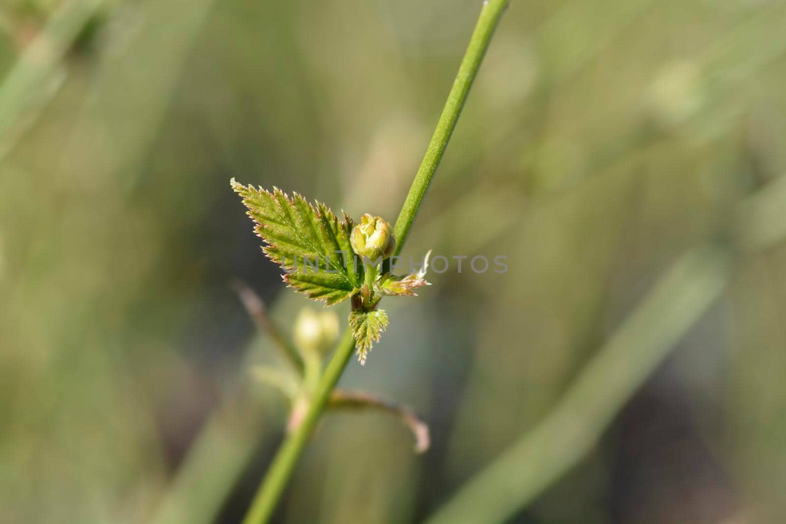 Double-flowered Japanese Kerria flower bud - Latin name - Kerria japonica Pleniflora