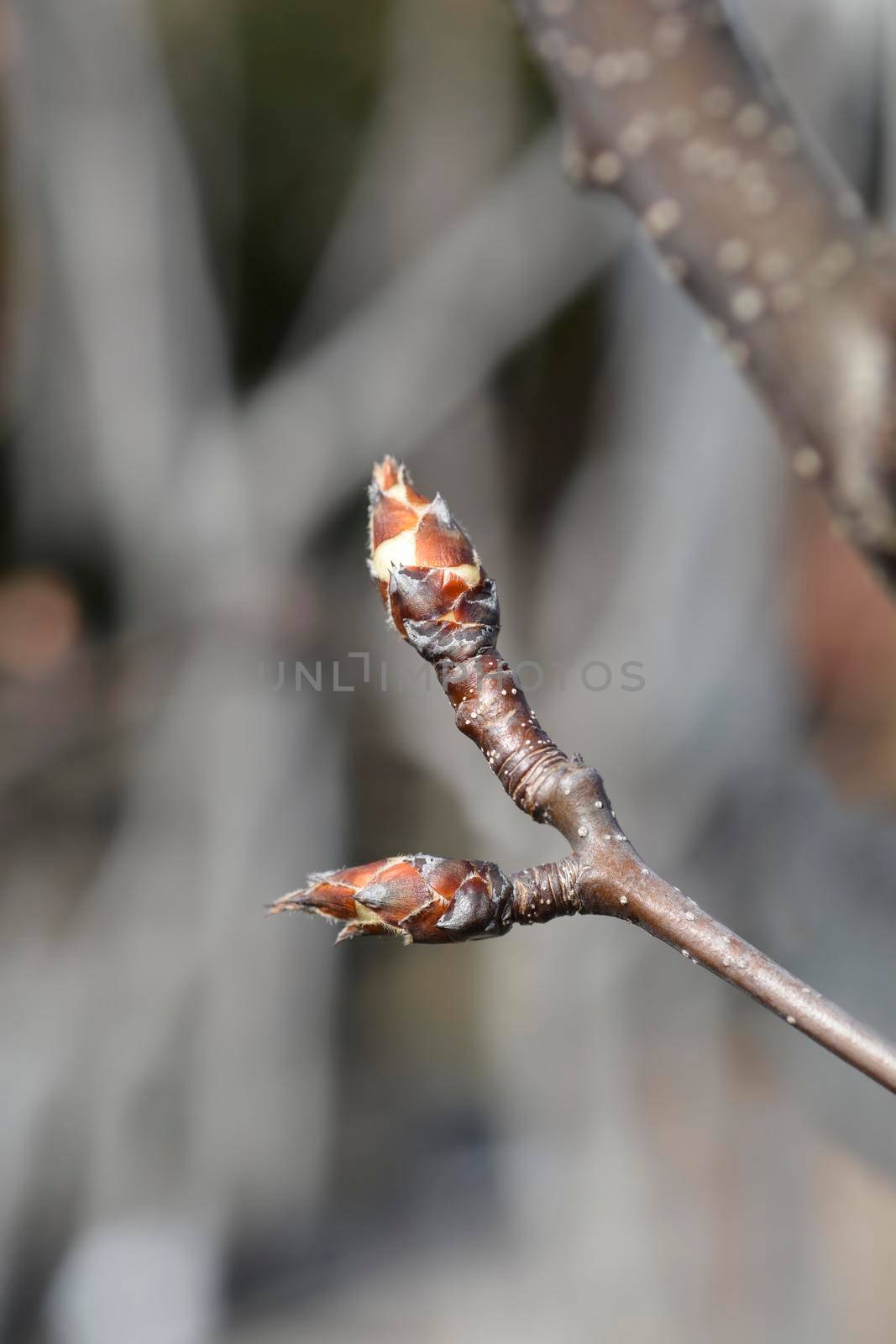 Japanese pear branch with buds - Latin name - Pyrus pyrifolia