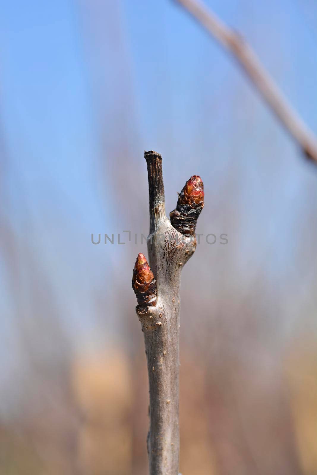 Sweet cherry branch with buds - Latin name - Prunus avium