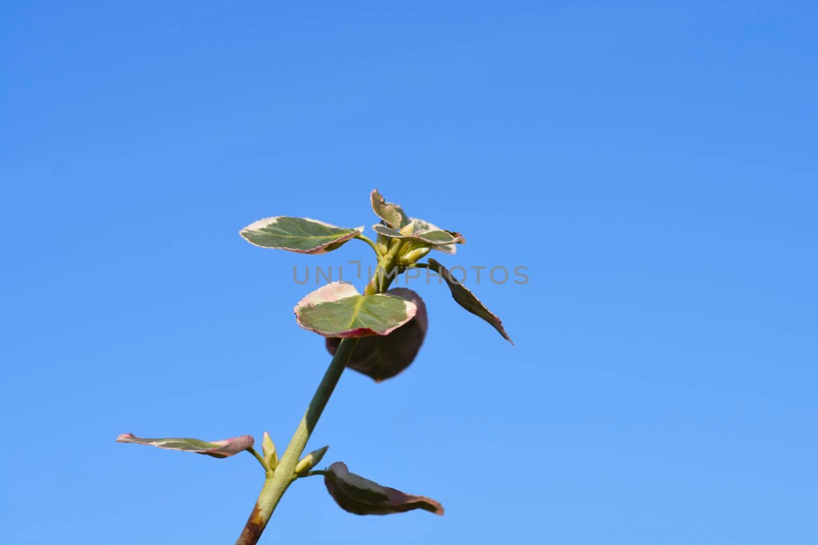 Wintercreeper Emerald Gaiety - Latin name - Euonymus fortunei Emerald Gaiety