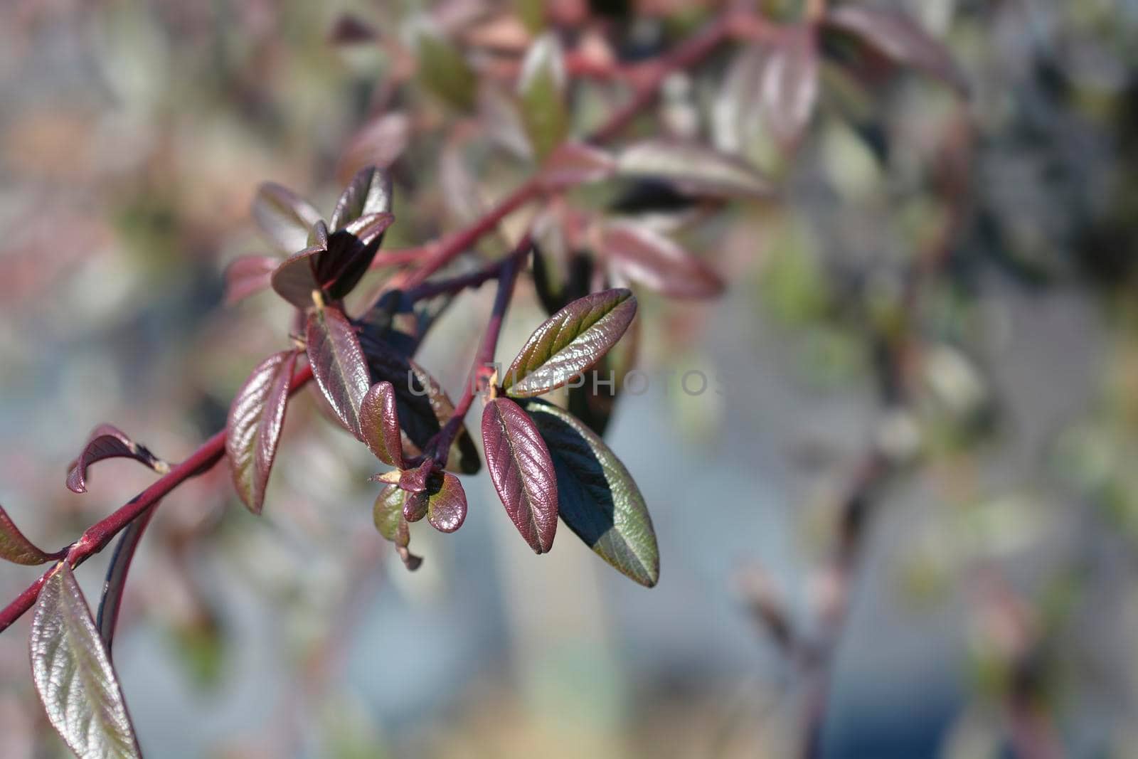 Willow-leaved cotoneaster branch - Latin name - Cotoneaster salicifolius Repens