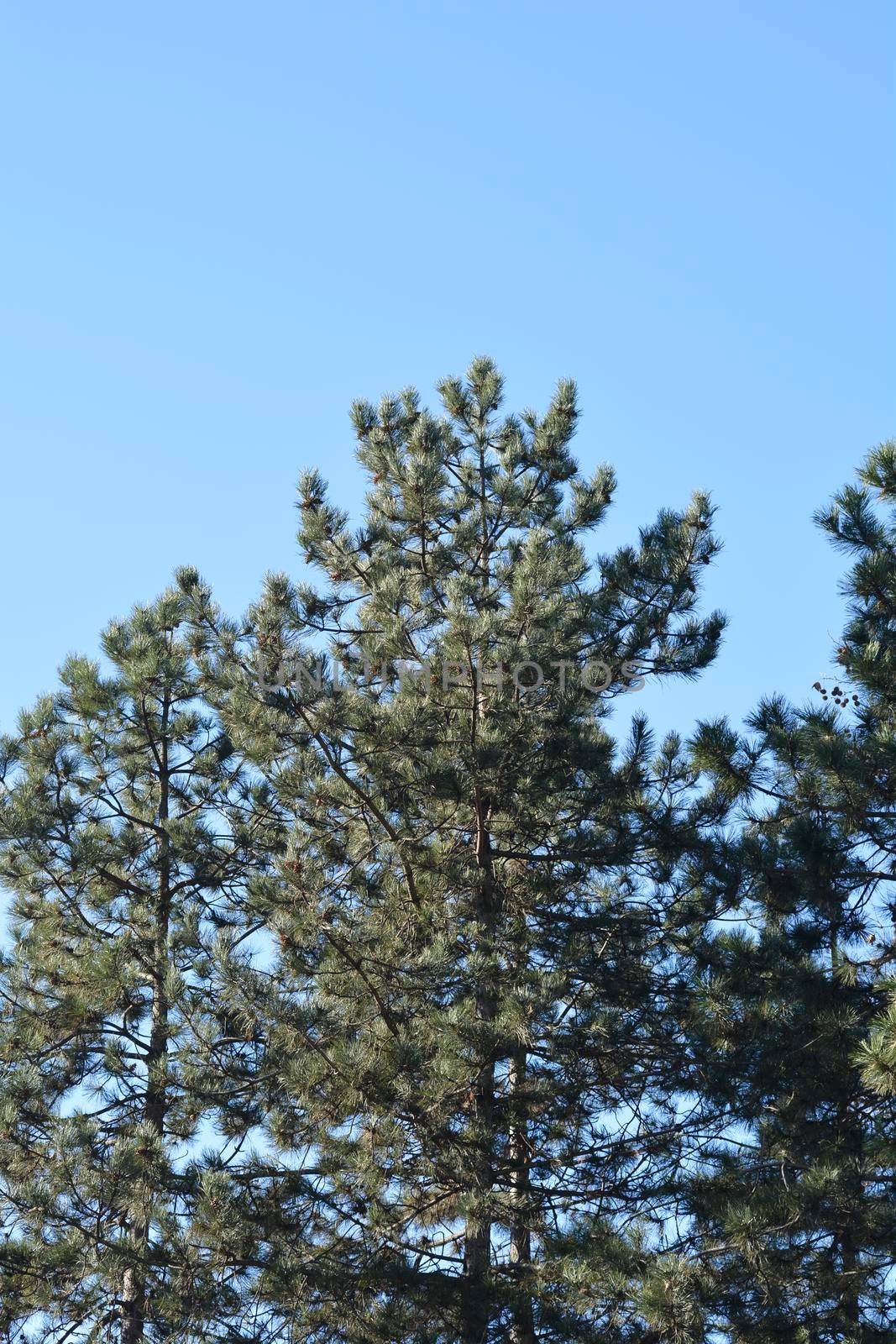 Black pine - Latin name - Pinus nigra