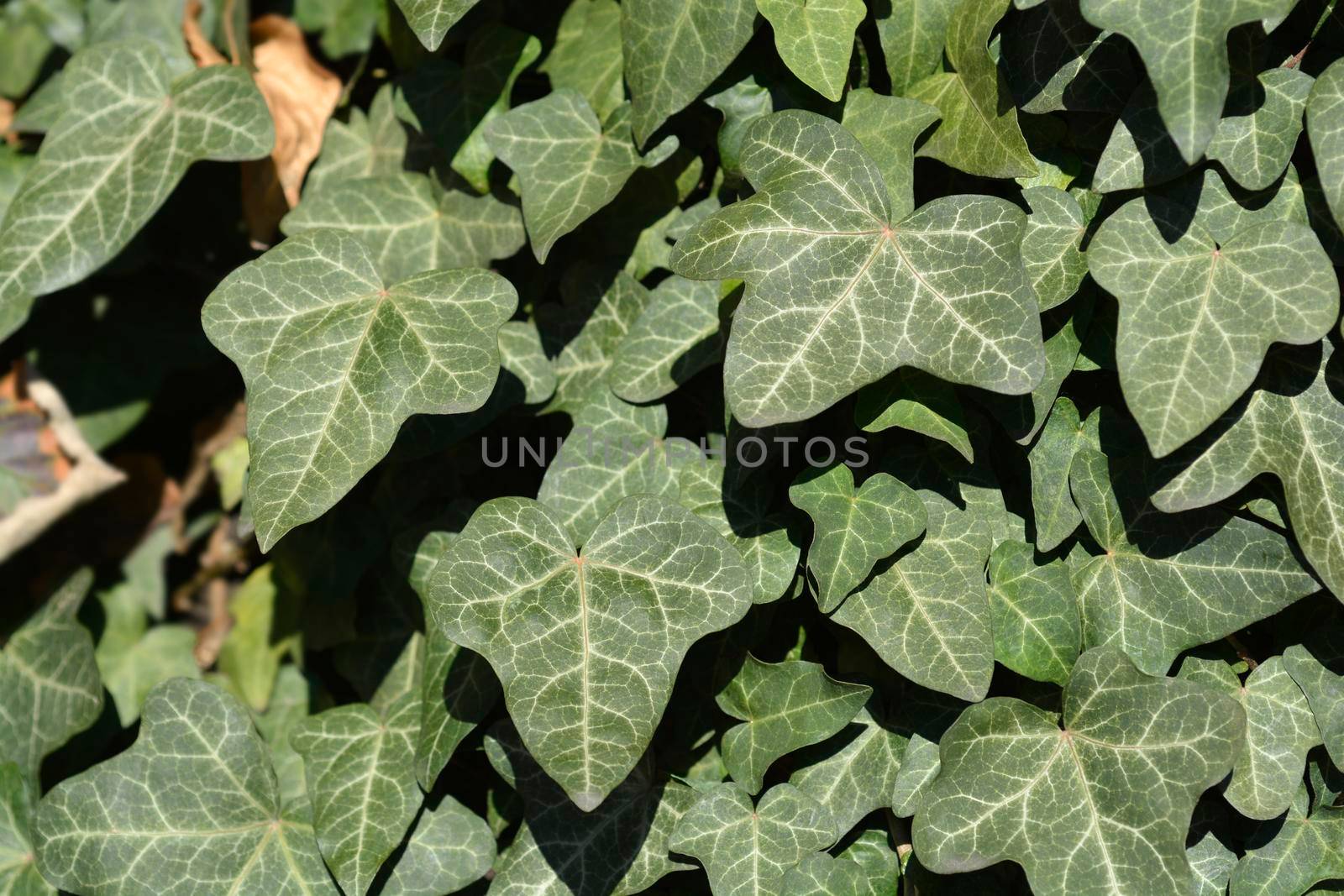 Common ivy leaves - Latin name - Hedera helix