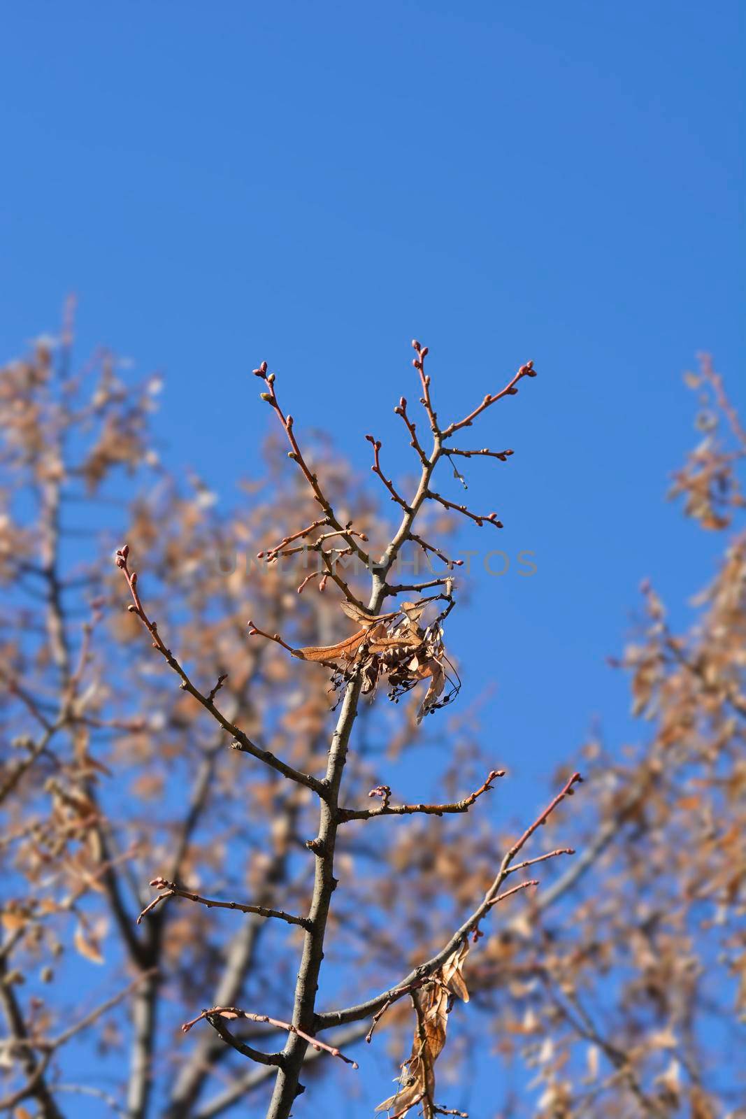 Caucasian lime bare branches with seeds - Latin name - Tilia x euchlora