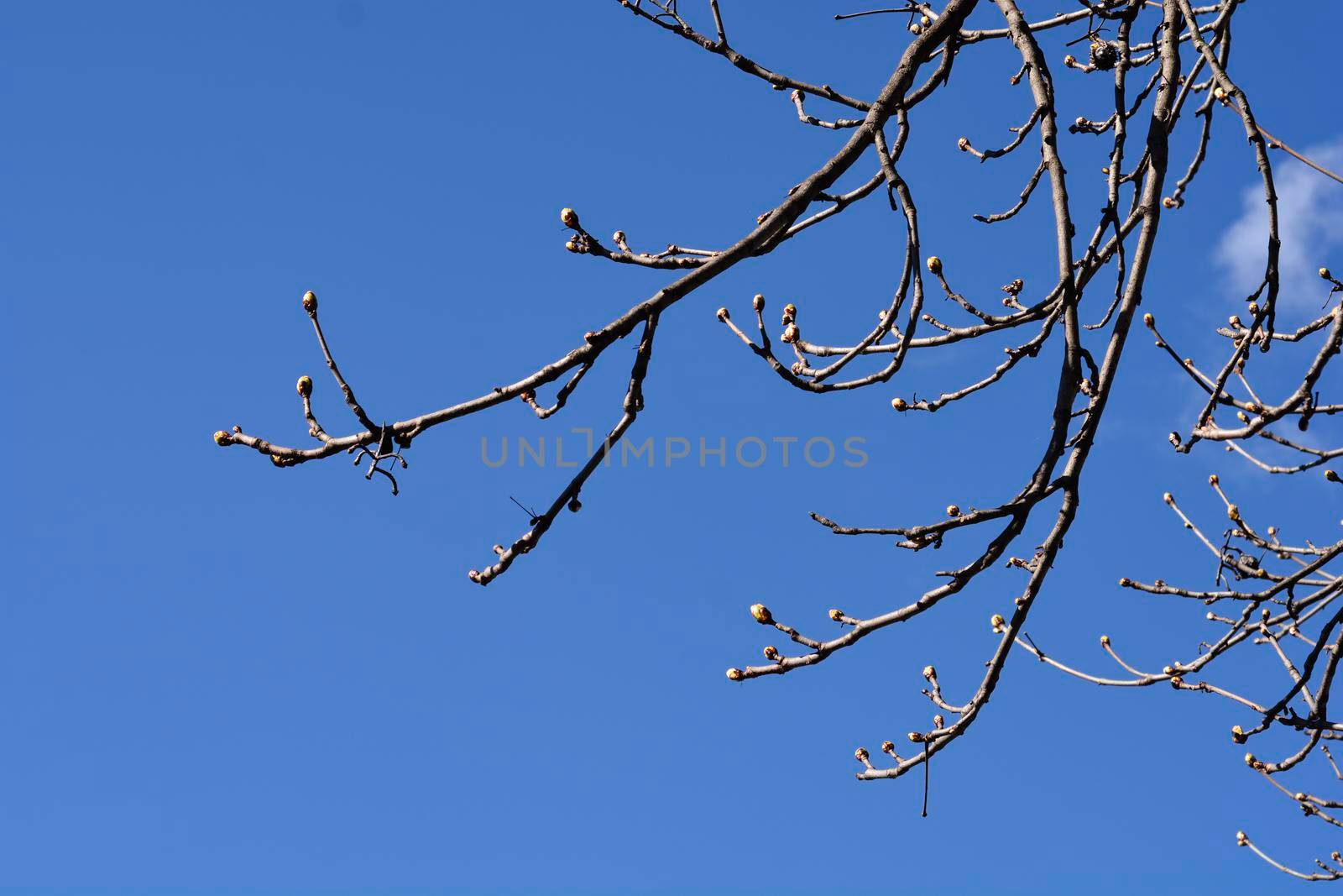 Common horse chestnut branches with leaf buds - Latin name - Aesculus hippocastanum