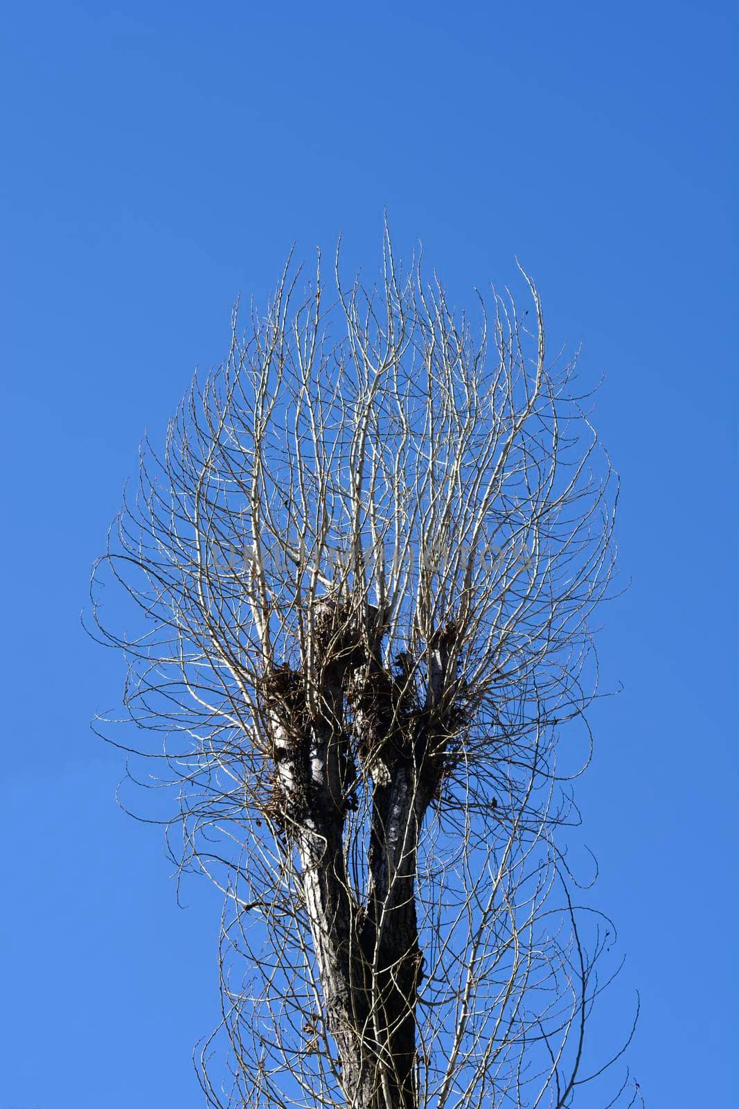 Lombardy poplar bare branches against blue sky - Latin name - Populus nigra var. italica