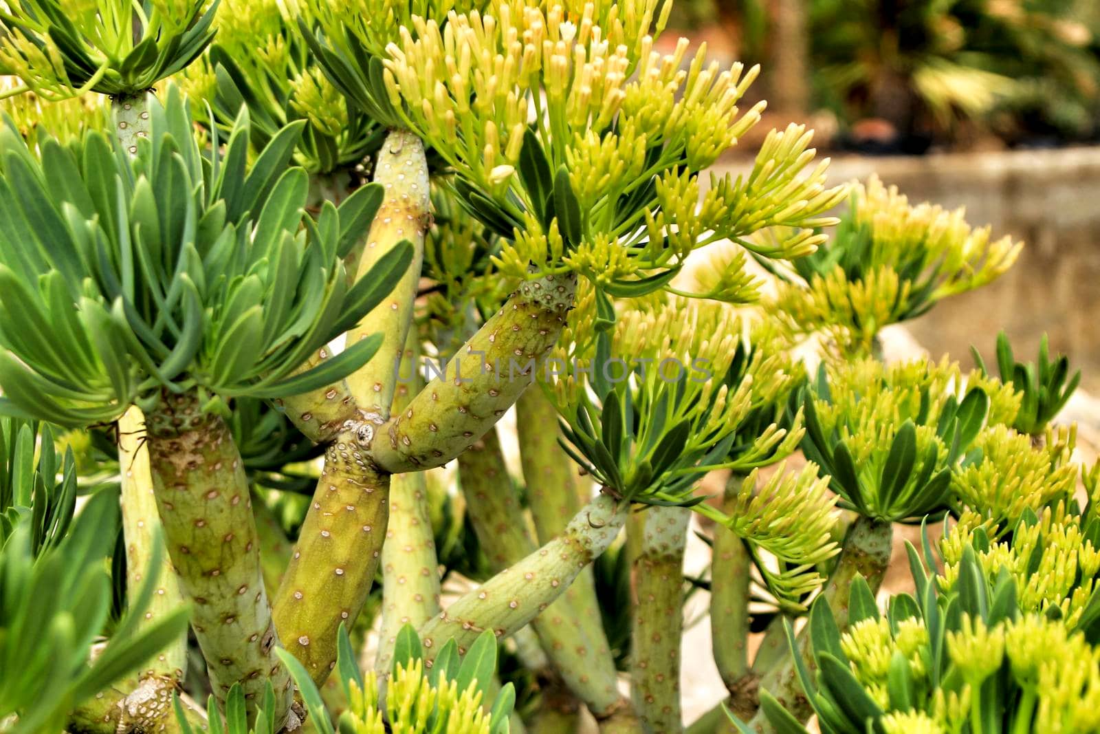 Beautiful Senecio Anteuphorbium flowers in the garden in Autumn