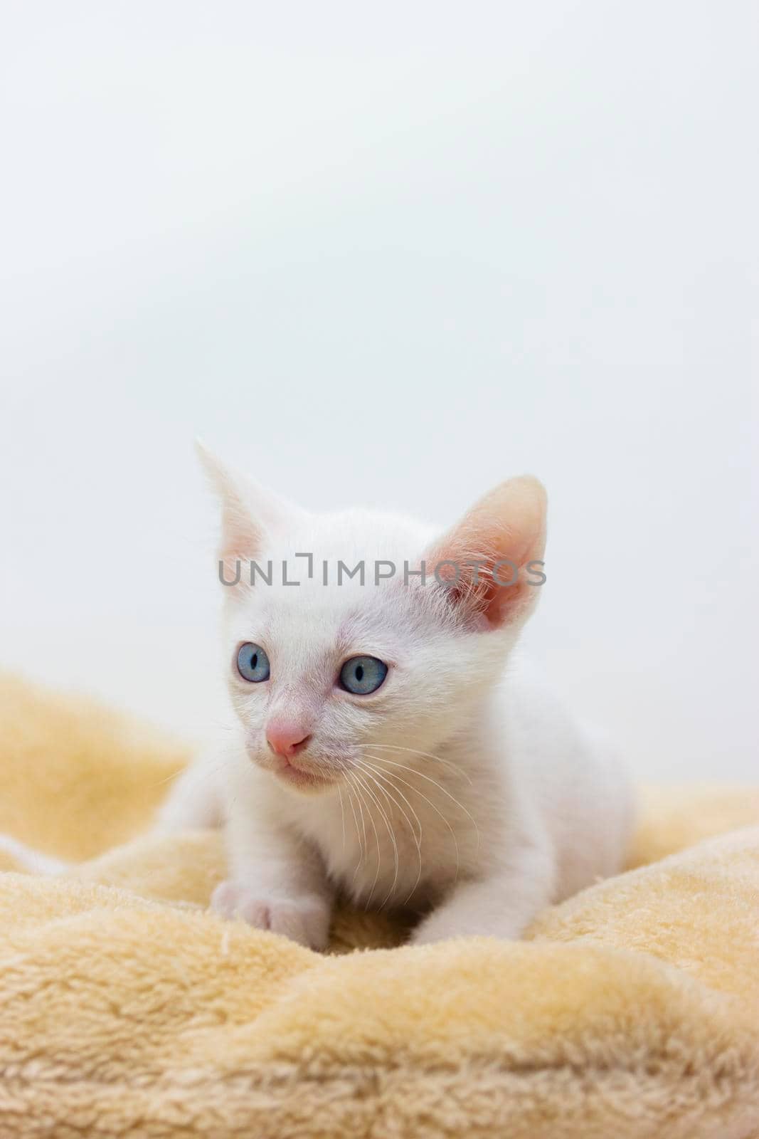 White kittens with blue eyes and black kittens khao manee playing with their siblings