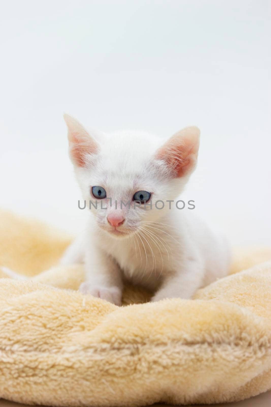 White kittens with blue eyes with white background by loopneo