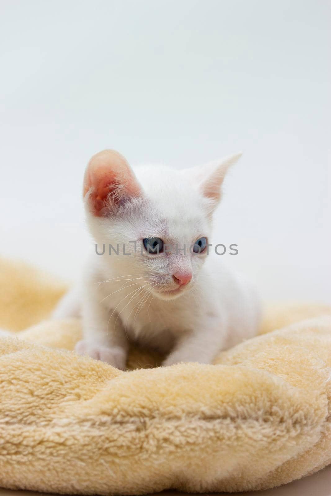 White kittens with blue eyes and black kittens khao manee playing with their siblings