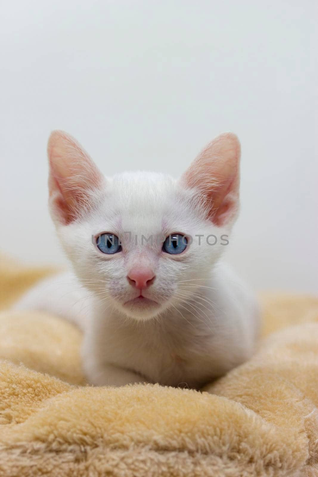 White kittens with blue eyes and black kittens khao manee playing with their siblings