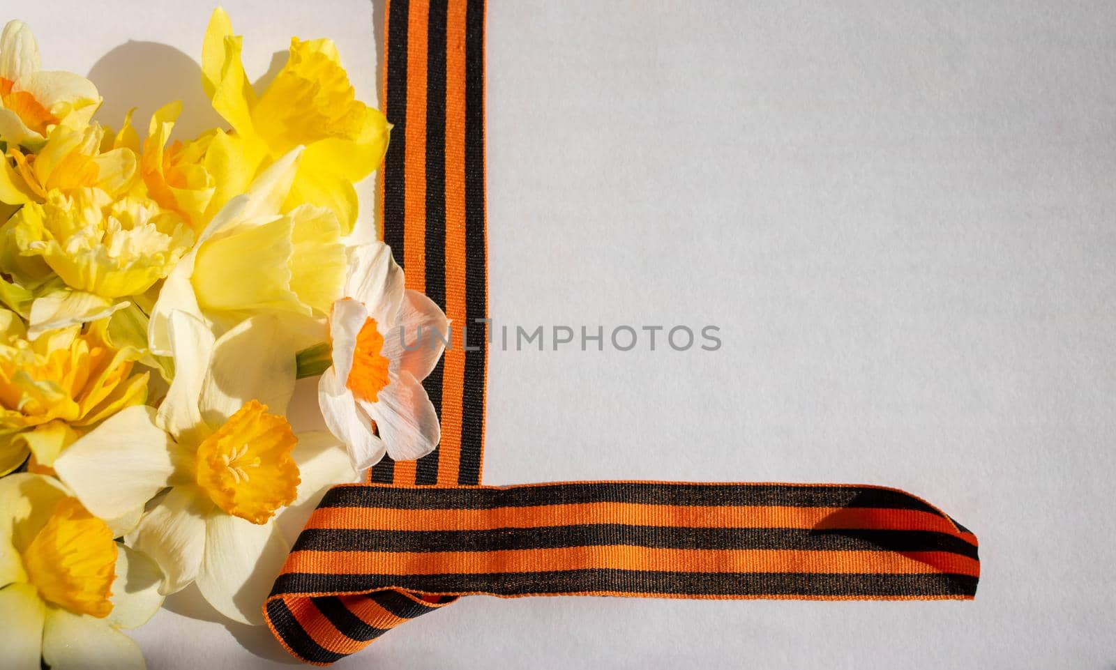 Daffodils and St. George ribbon on a white background. St. George's Ribbon-a symbol of the Great Victory.