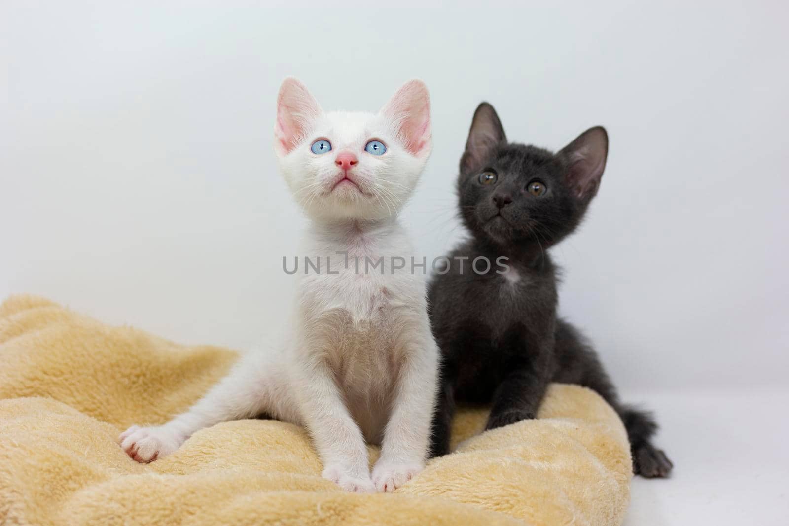 White kittens with blue eyes and black kittens khao manee playing with their siblings