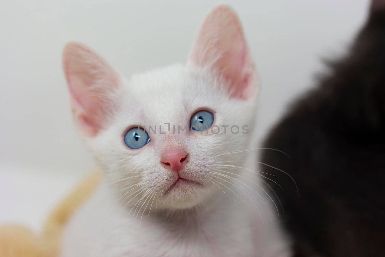 White kittens with blue eyes and black kittens khao manee playing with their siblings