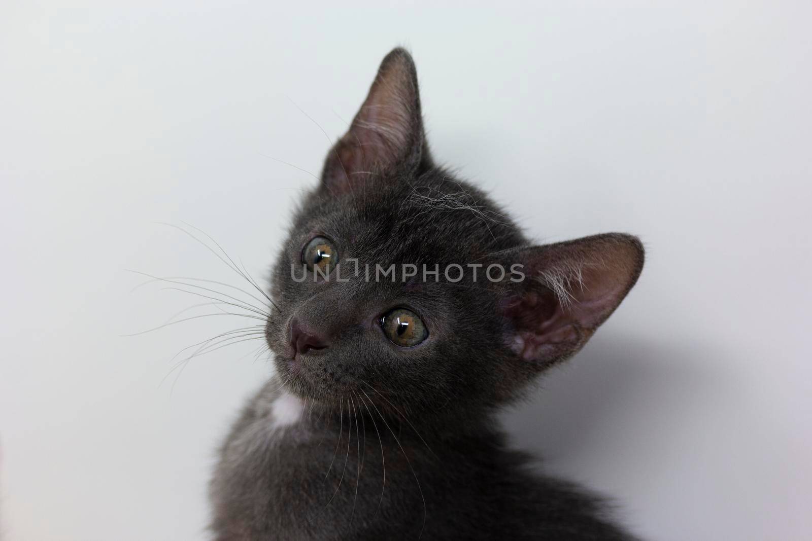 Gray kittens with white background by loopneo