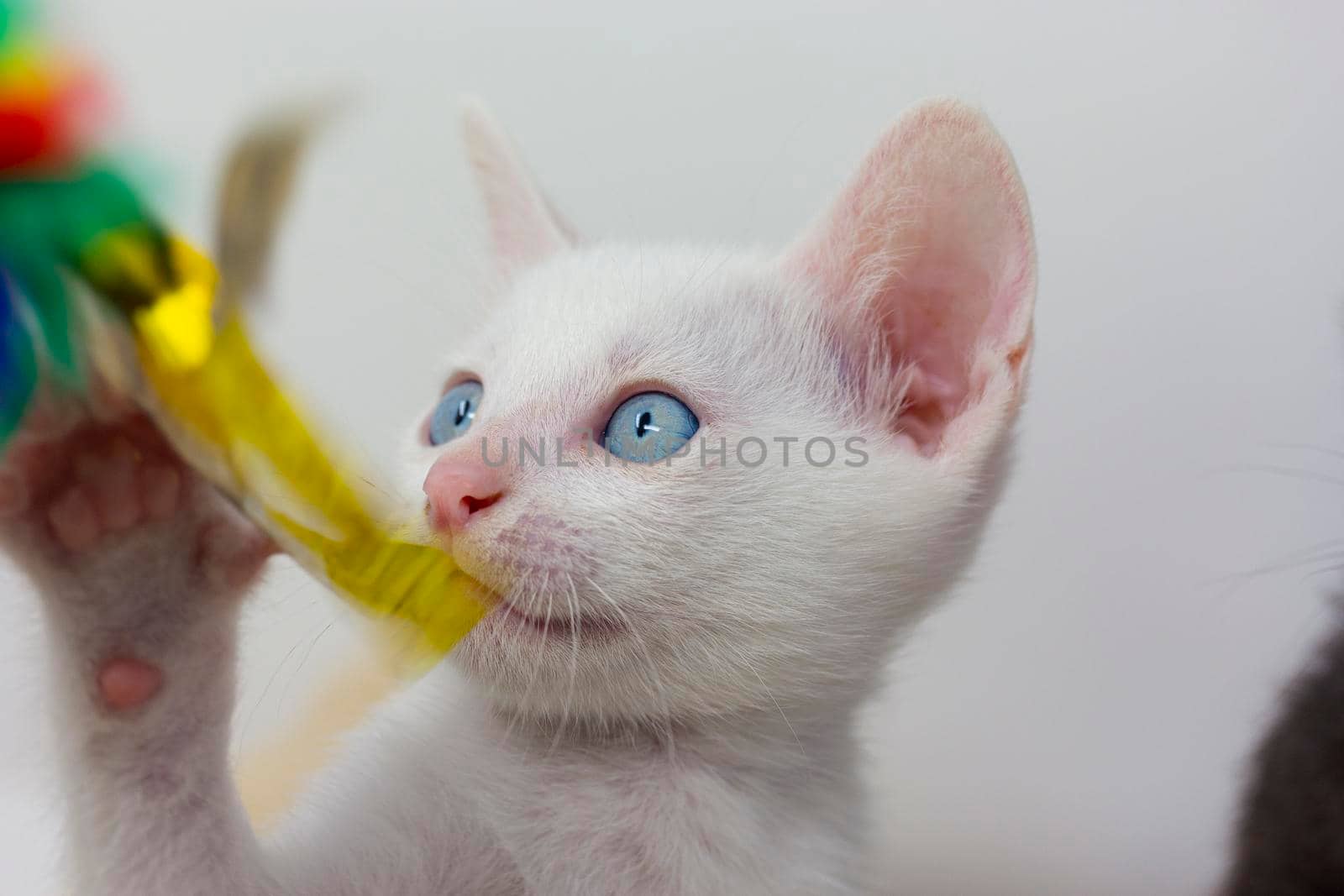 White kittens with blue eyes and black kittens khao manee playing with their siblings