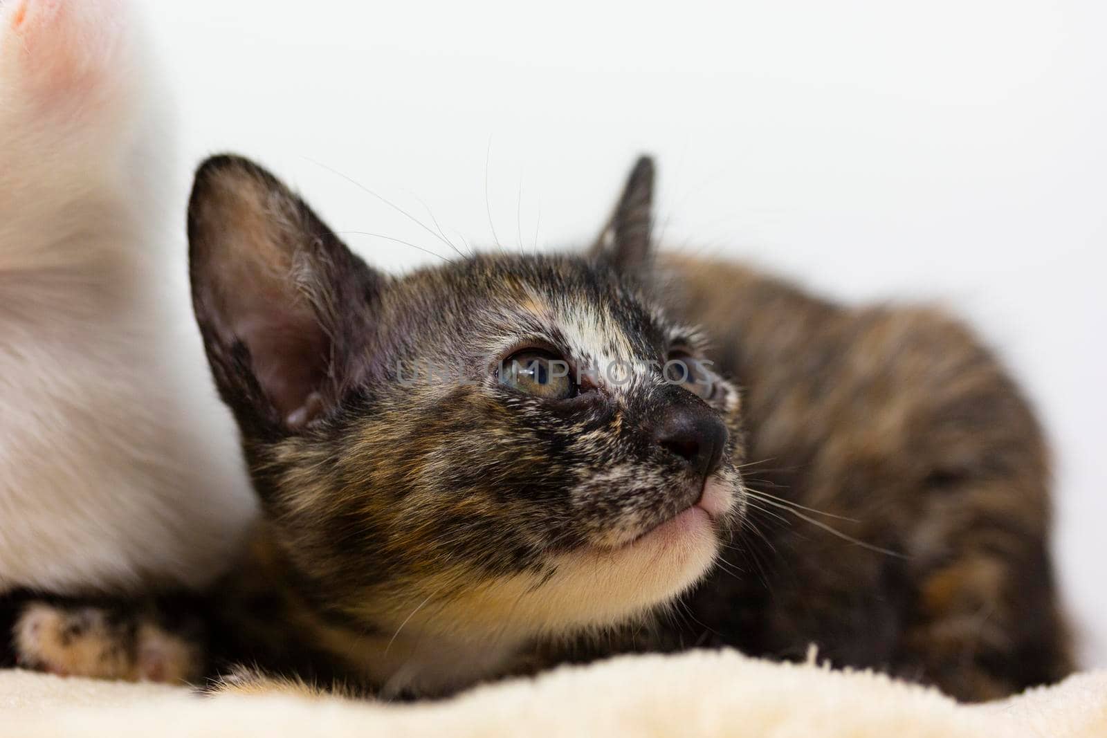 Multicolored kittens Khao Manee breed with white background, looks