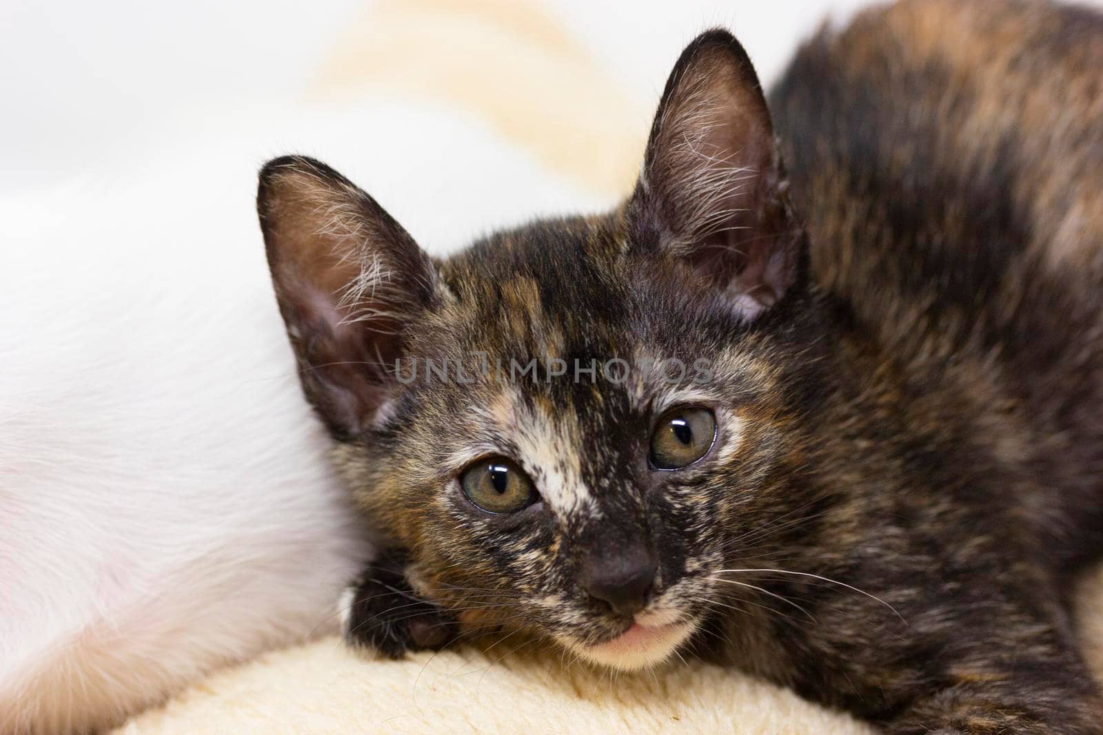 Multicolored kittens Khao Manee breed with white background by loopneo