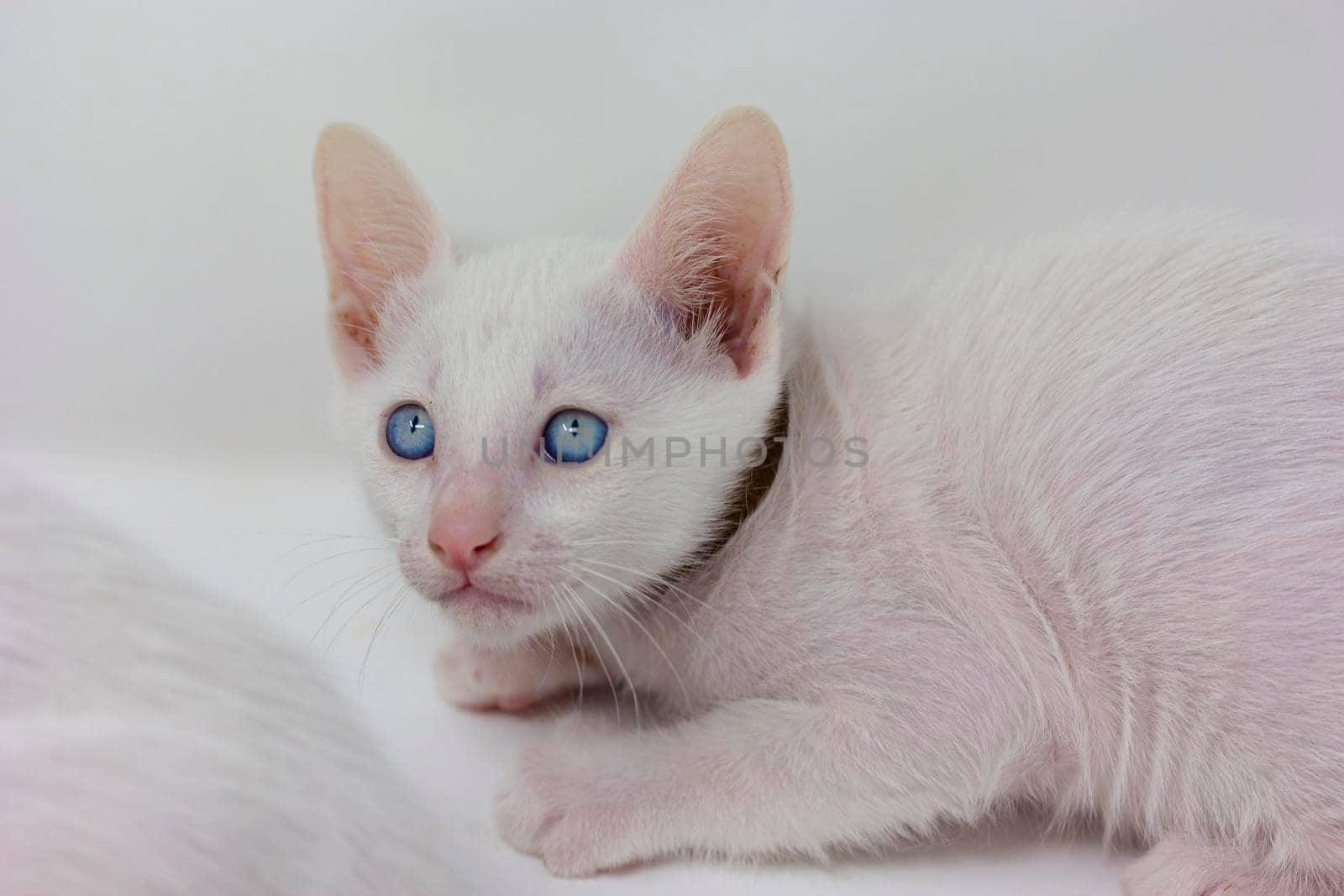 White kittens with blue eyes and black kittens khao manee playing with their siblings