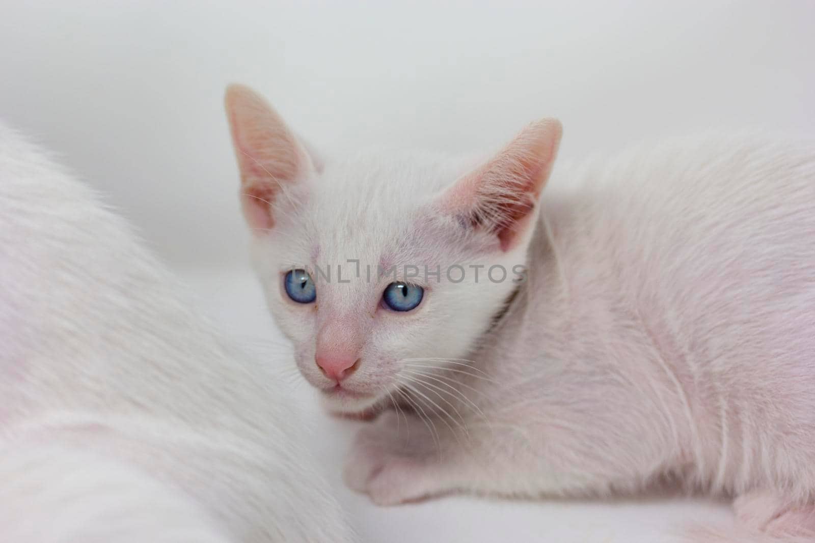 White kittens with blue eyes with white background by loopneo