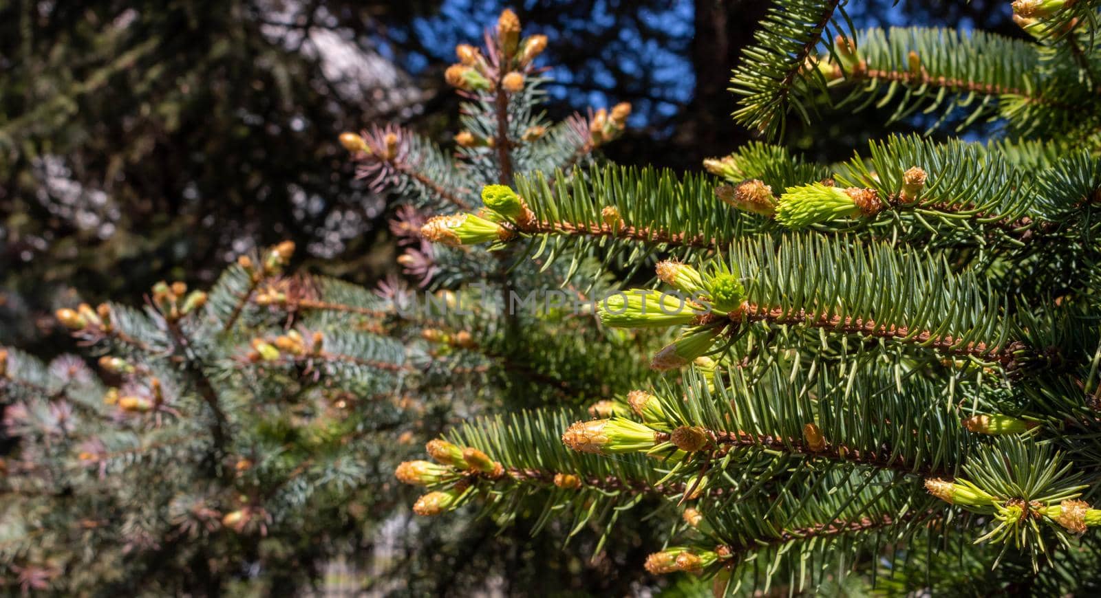 Young green shoots of spruce needles . Fresh-growing spruce shoots on a branch in the spring forest. Sprouts on a twig in the sunlight coniferous background.