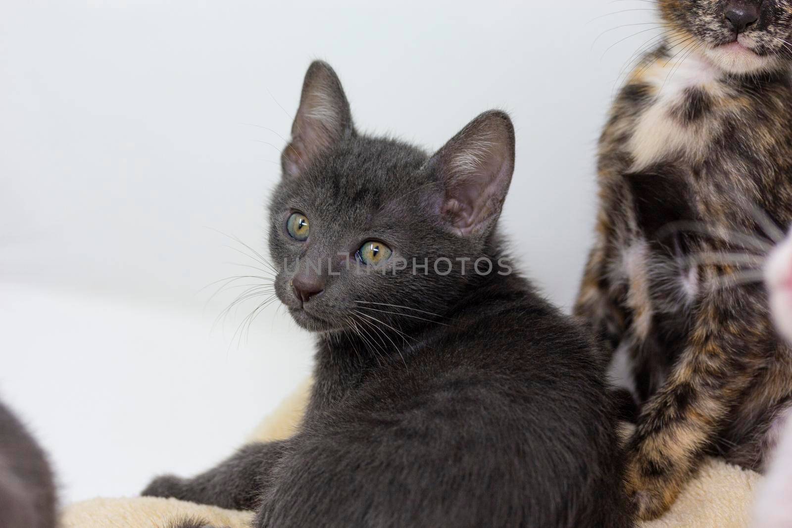 Gray kittens with white background playing with their siblings