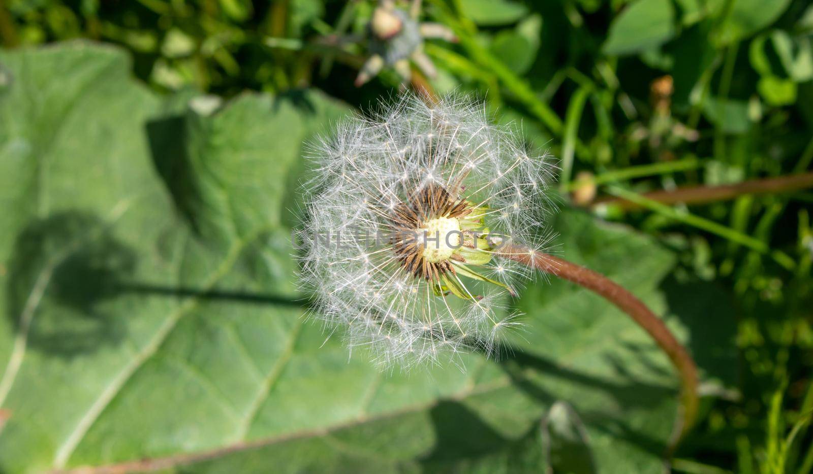 Dandelion on the background of green grass on a summer day.