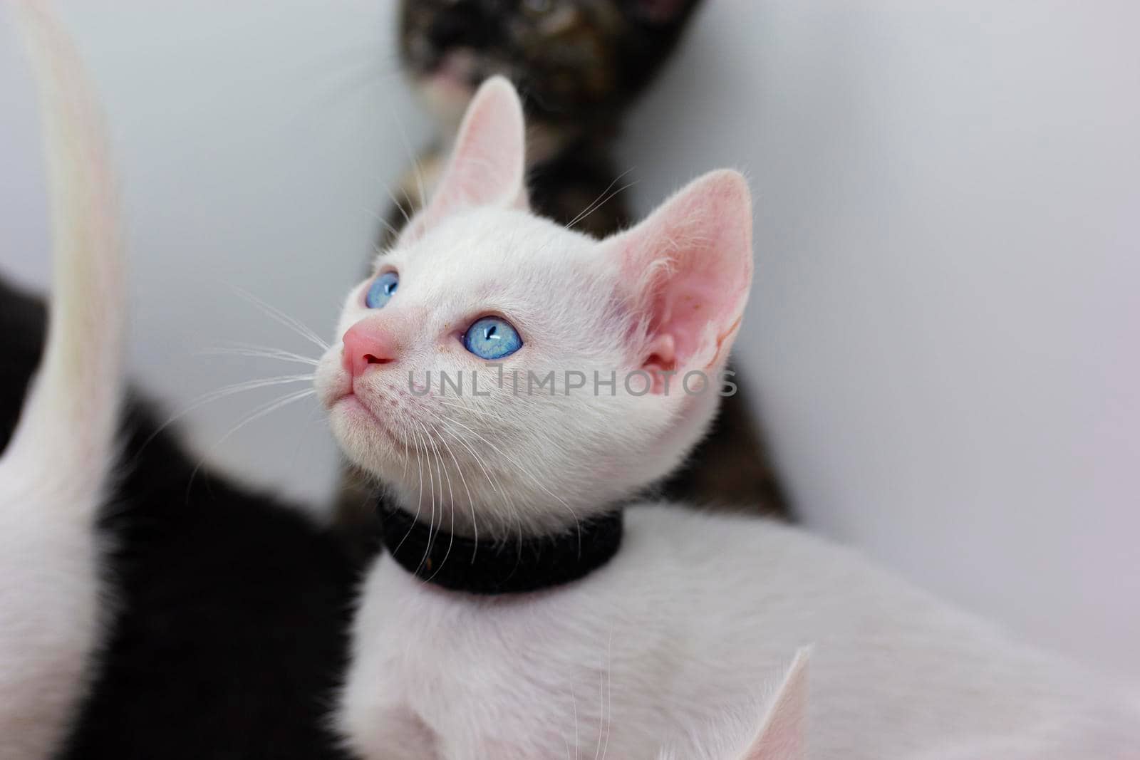 White kittens with blue eyes and black kittens khao manee playing with their siblings