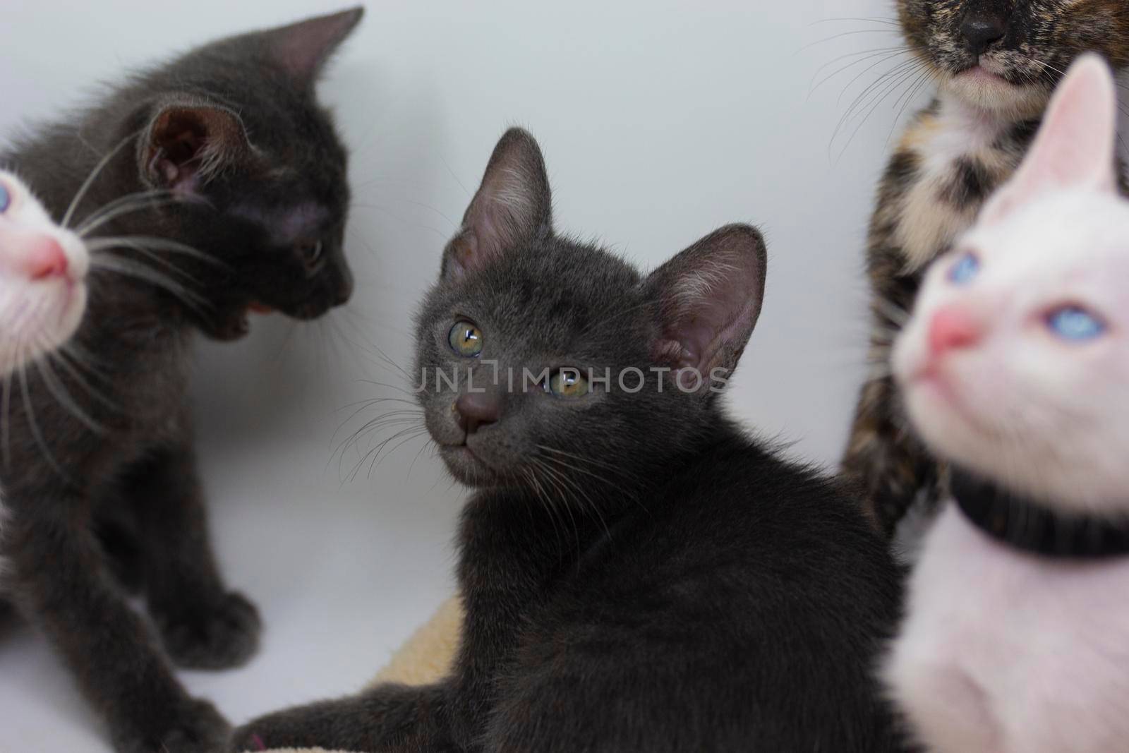 Gray kittens with white background by loopneo