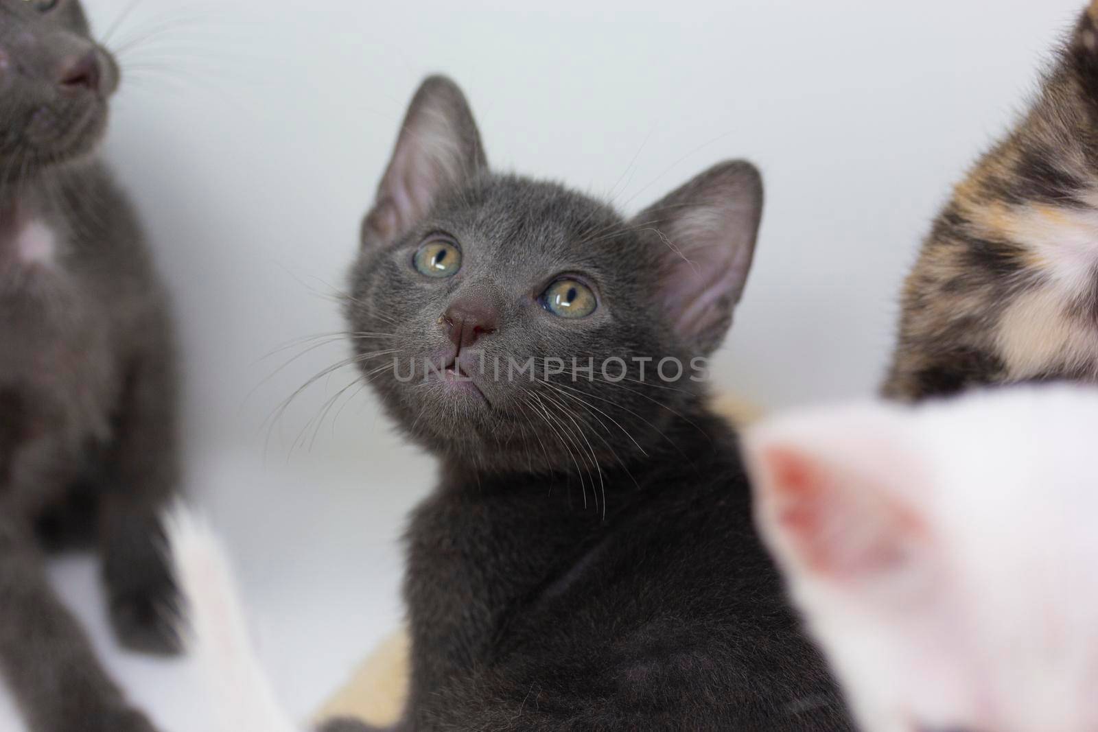 White kittens with blue eyes and black kittens playing with their siblings