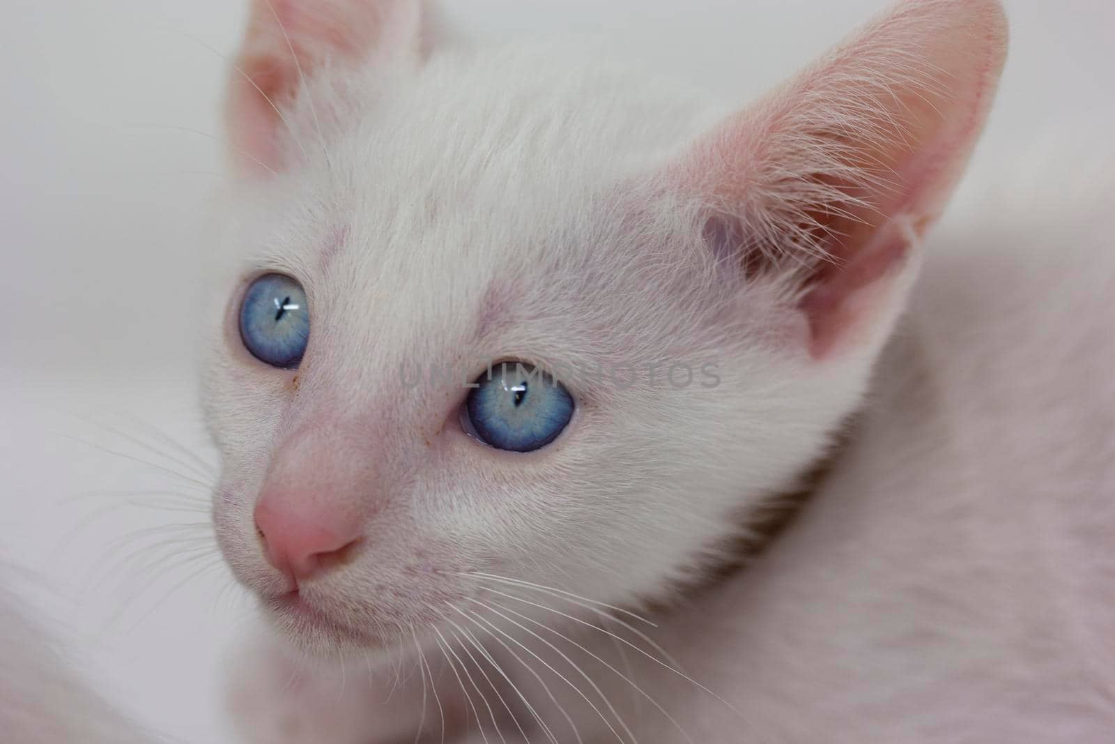 White kittens with blue eyes and black kittens khao manee playing with their siblings