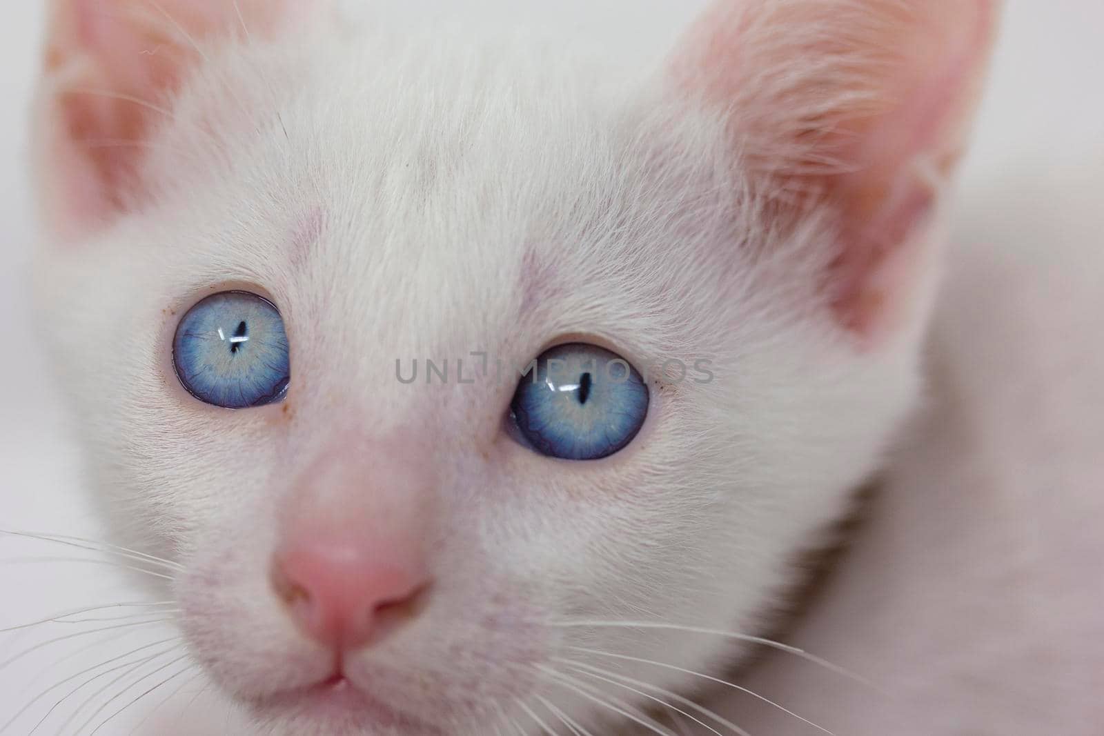 White kittens with blue eyes and black kittens khao manee playing with their siblings