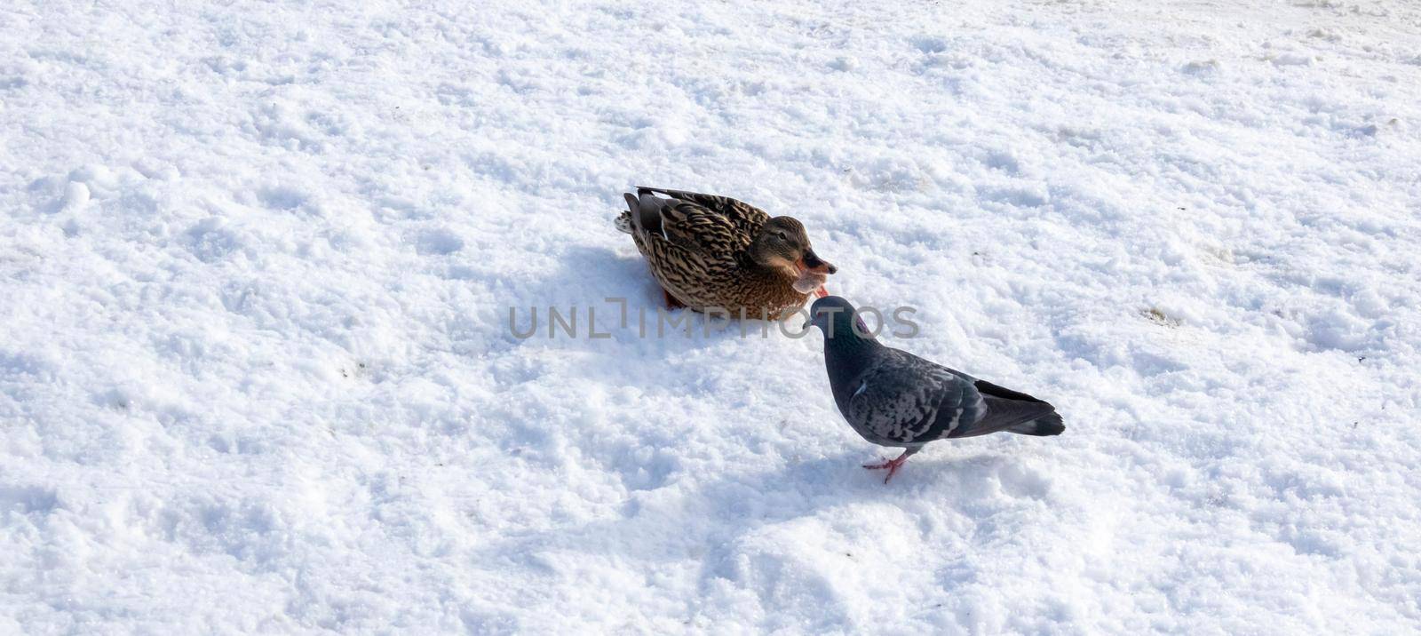 Mallard duck close-up sitting on frozen snow, in the bright sun on a sunny day.Pigeons walk nearby.