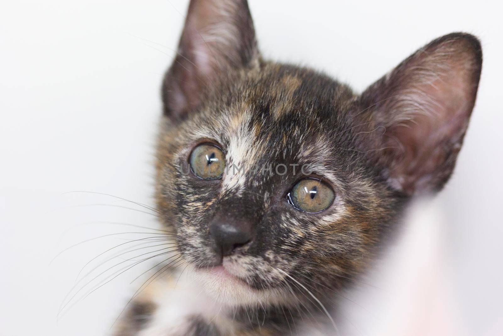 Multicolored kittens Khao Manee breed with white background, looks