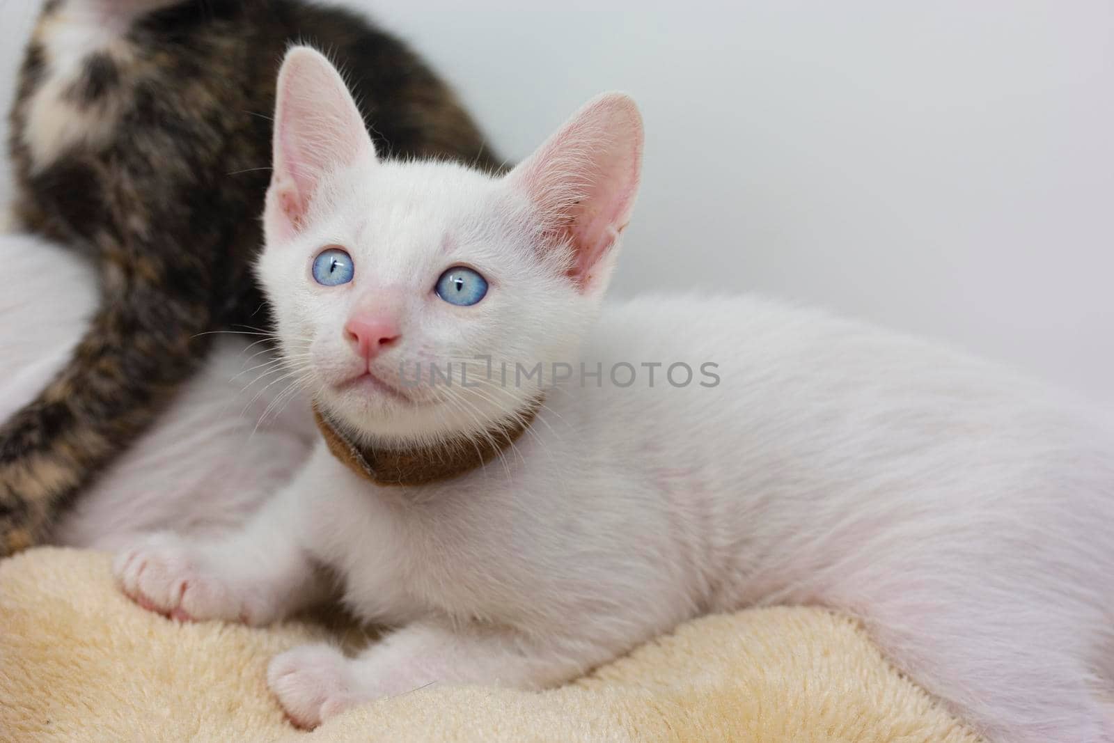 White kittens with blue eyes and black kittens khao manee playing with their siblings