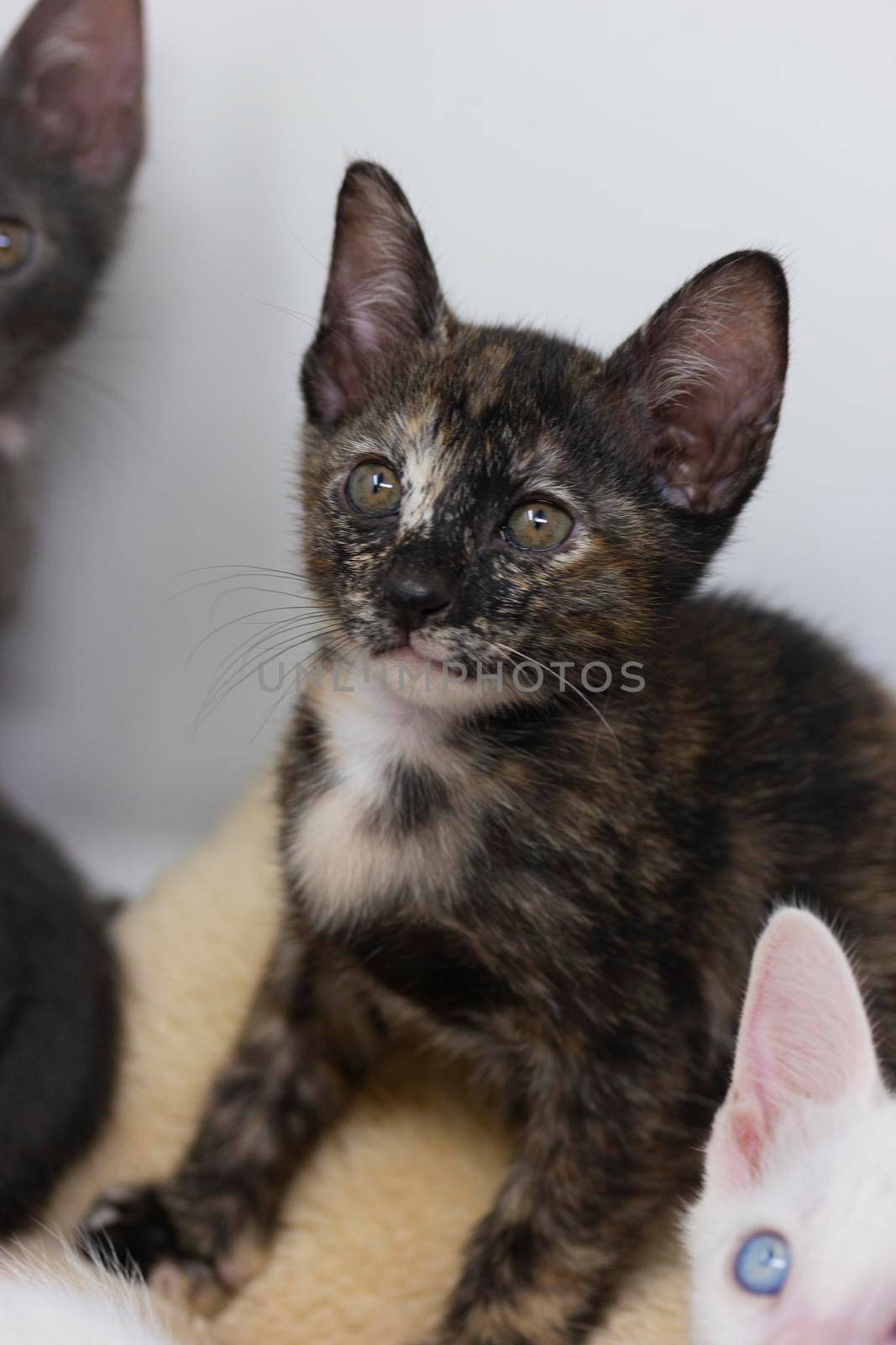 Multicolored kittens Khao Manee breed with white background by loopneo