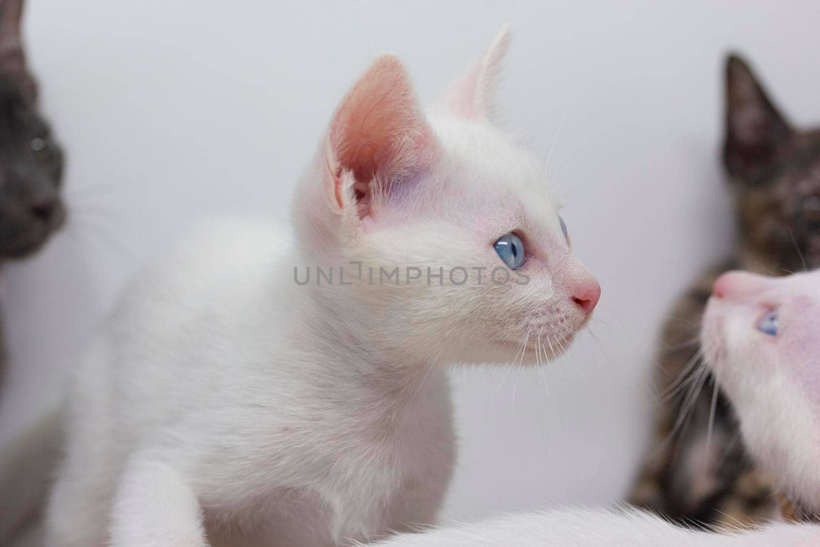 White kittens with blue eyes and black kittens khao manee playing with their siblings