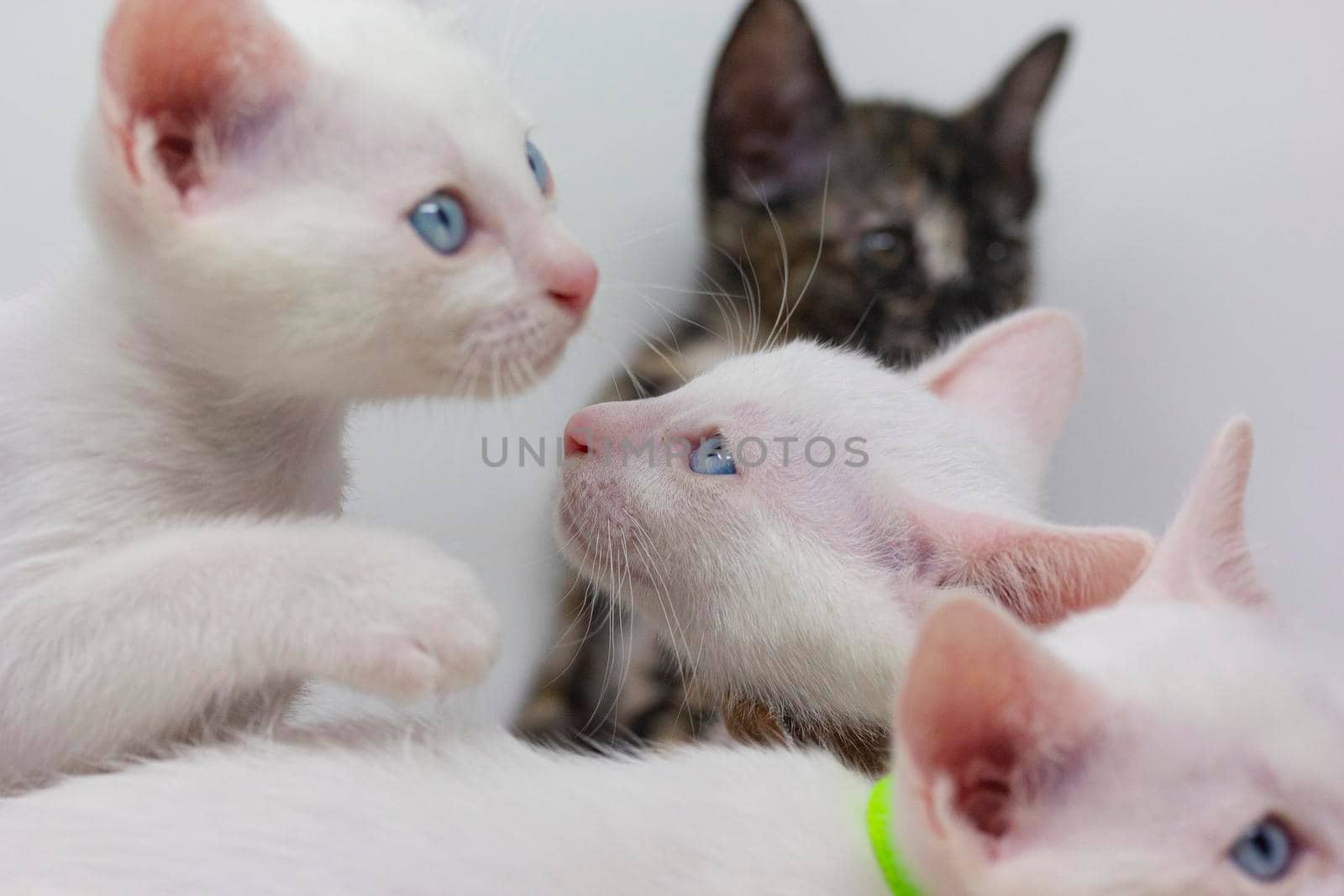 White kittens with blue eyes and black kittens khao manee playing with their siblings