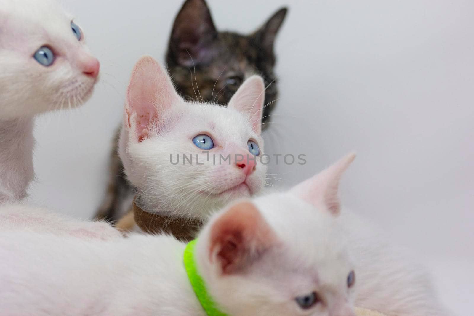 White kittens with blue eyes and black kittens khao manee playing with their siblings