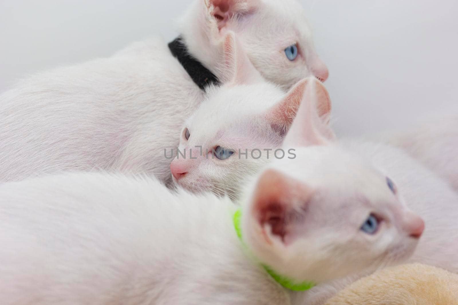 White kittens with blue eyes and black kittens khao manee playing with their siblings