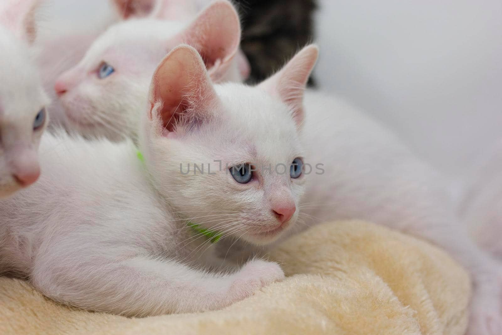 White kittens with blue eyes and black kittens khao manee playing with their siblings