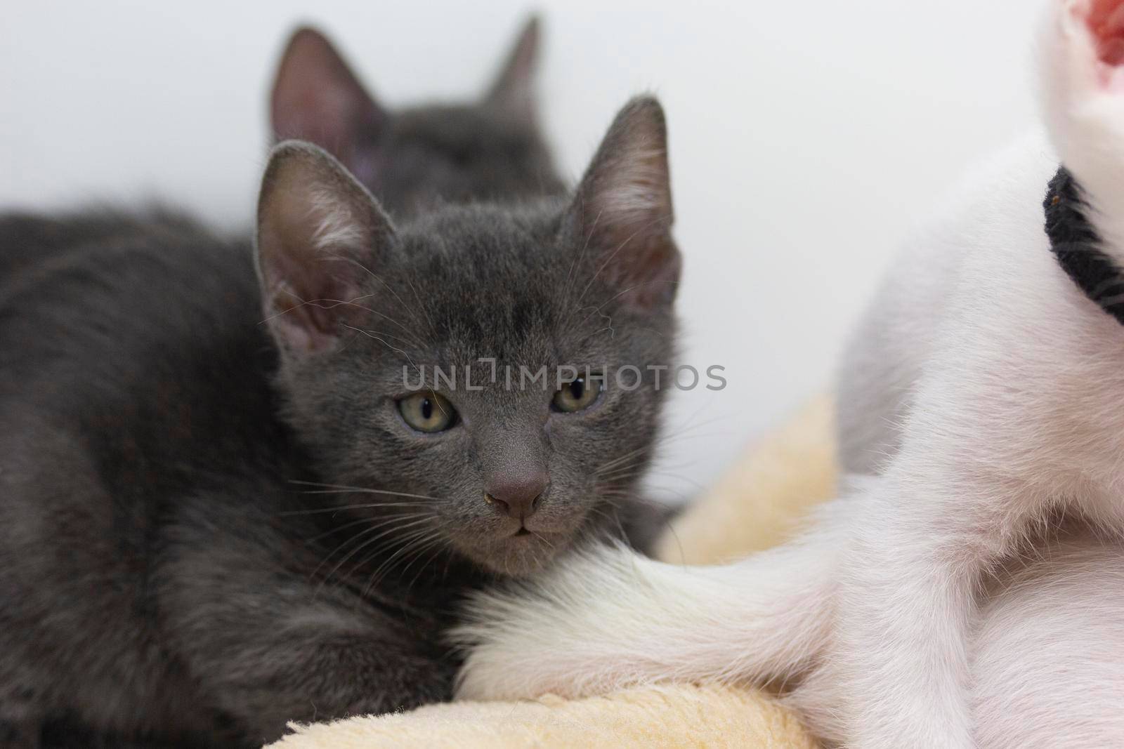 Gray kittens with white background playing with their siblings