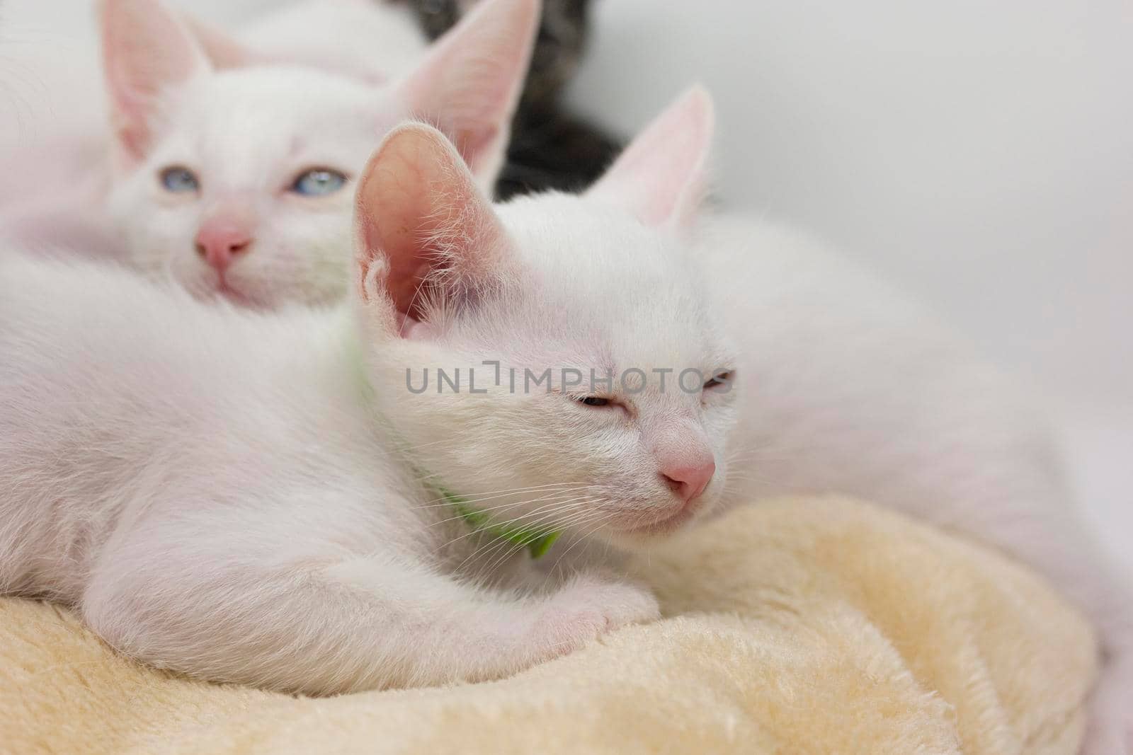 White kittens with blue eyes and black kittens khao manee playing with their siblings