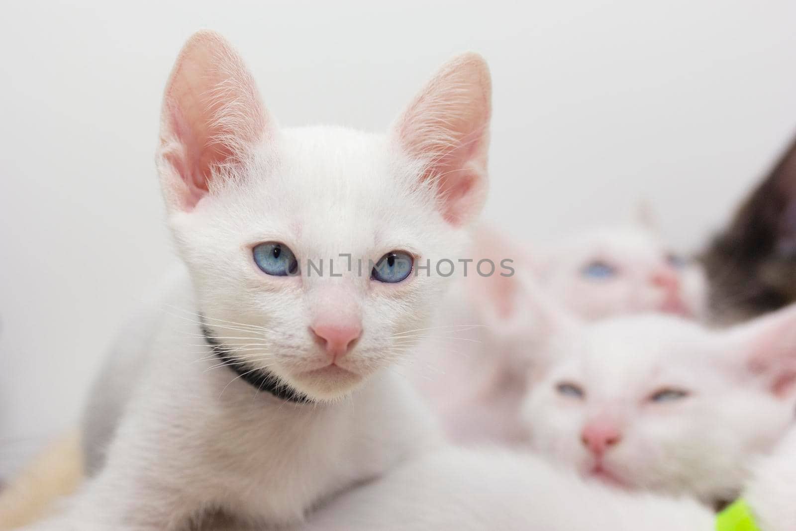 White kittens with blue eyes and black kittens khao manee playing with their siblings