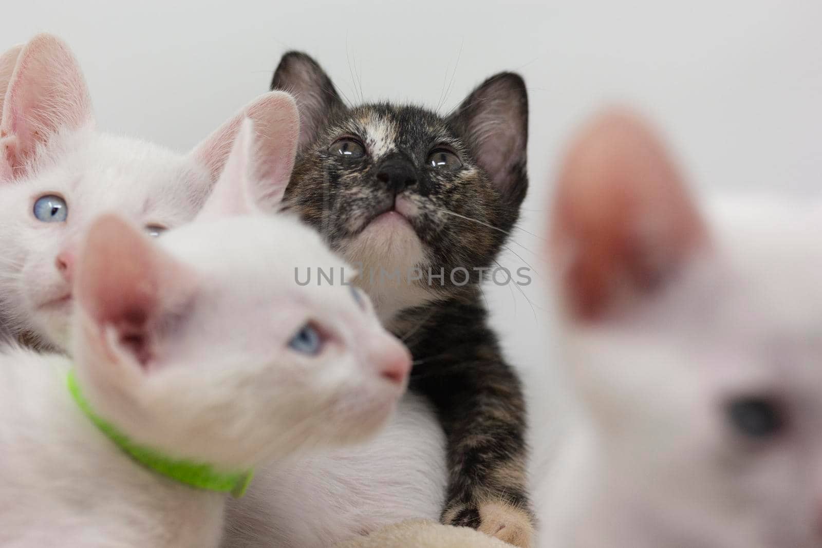 White kittens with blue eyes and black kittens khao manee playing with their siblings