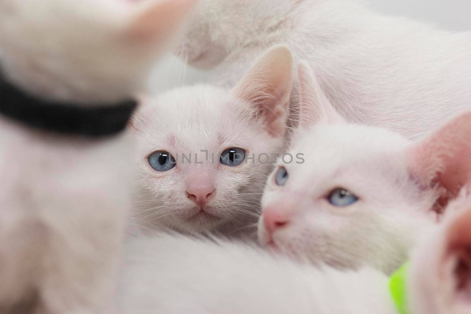 White kittens with blue eyes with white background by loopneo